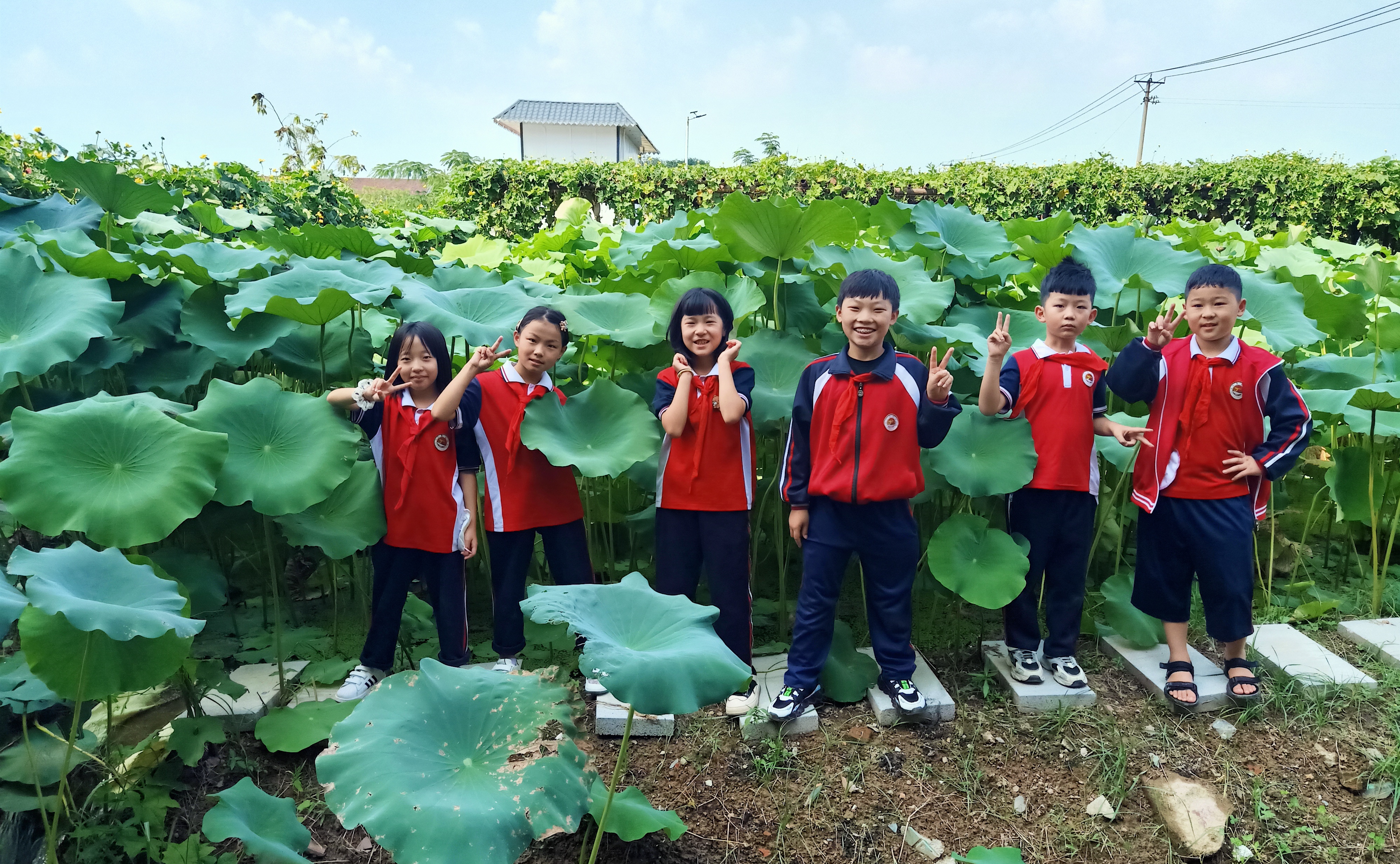行知花园采莲湖